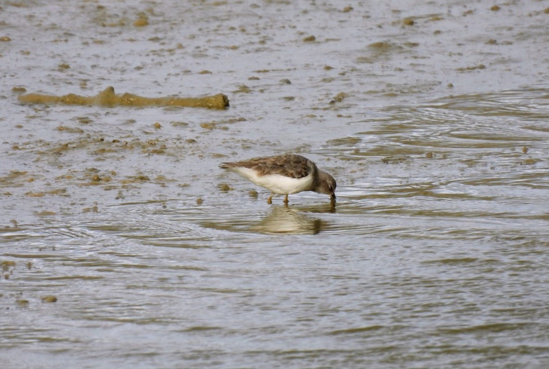 Gambecchio nano - ML646351260