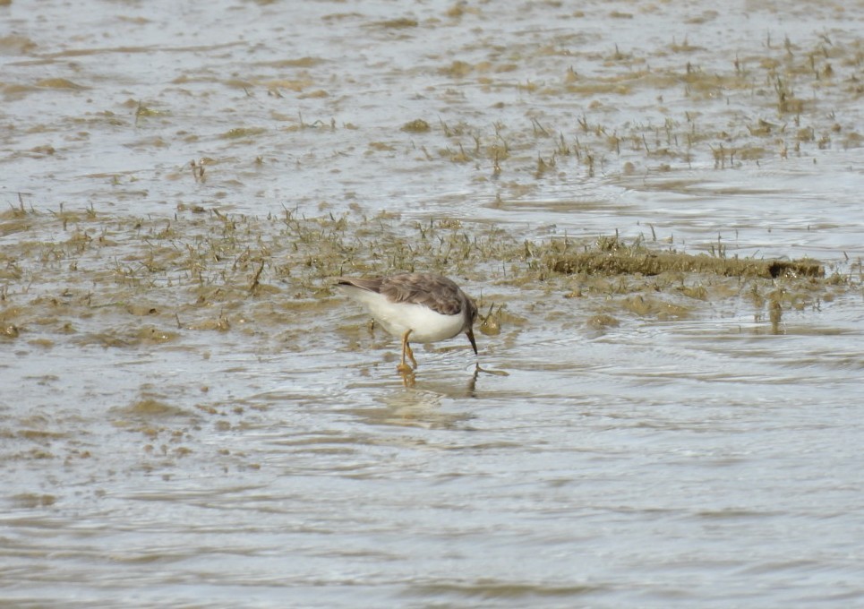 Gambecchio nano - ML646351261