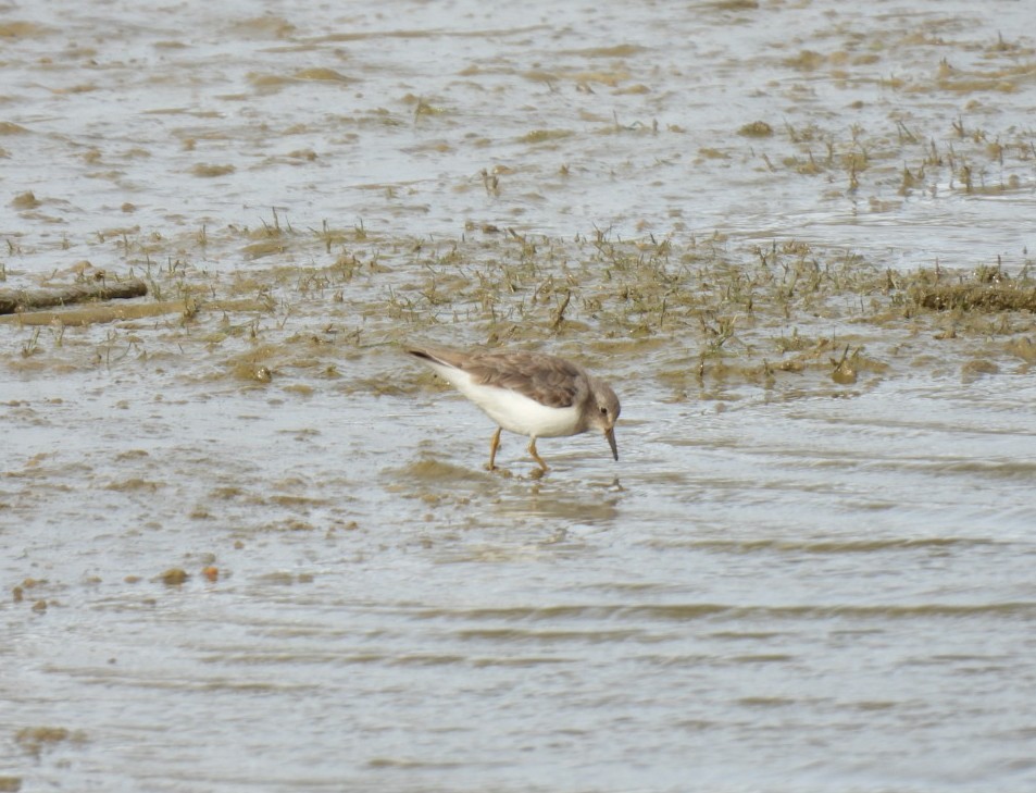 Gambecchio nano - ML646351262