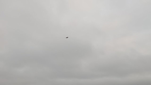 alpeseiler - ML646351265