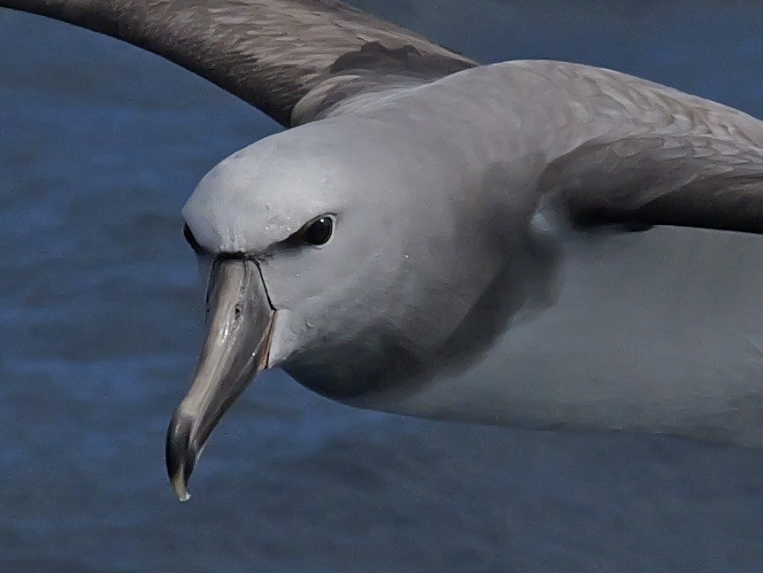 Сероспинный альбатрос - ML646351266