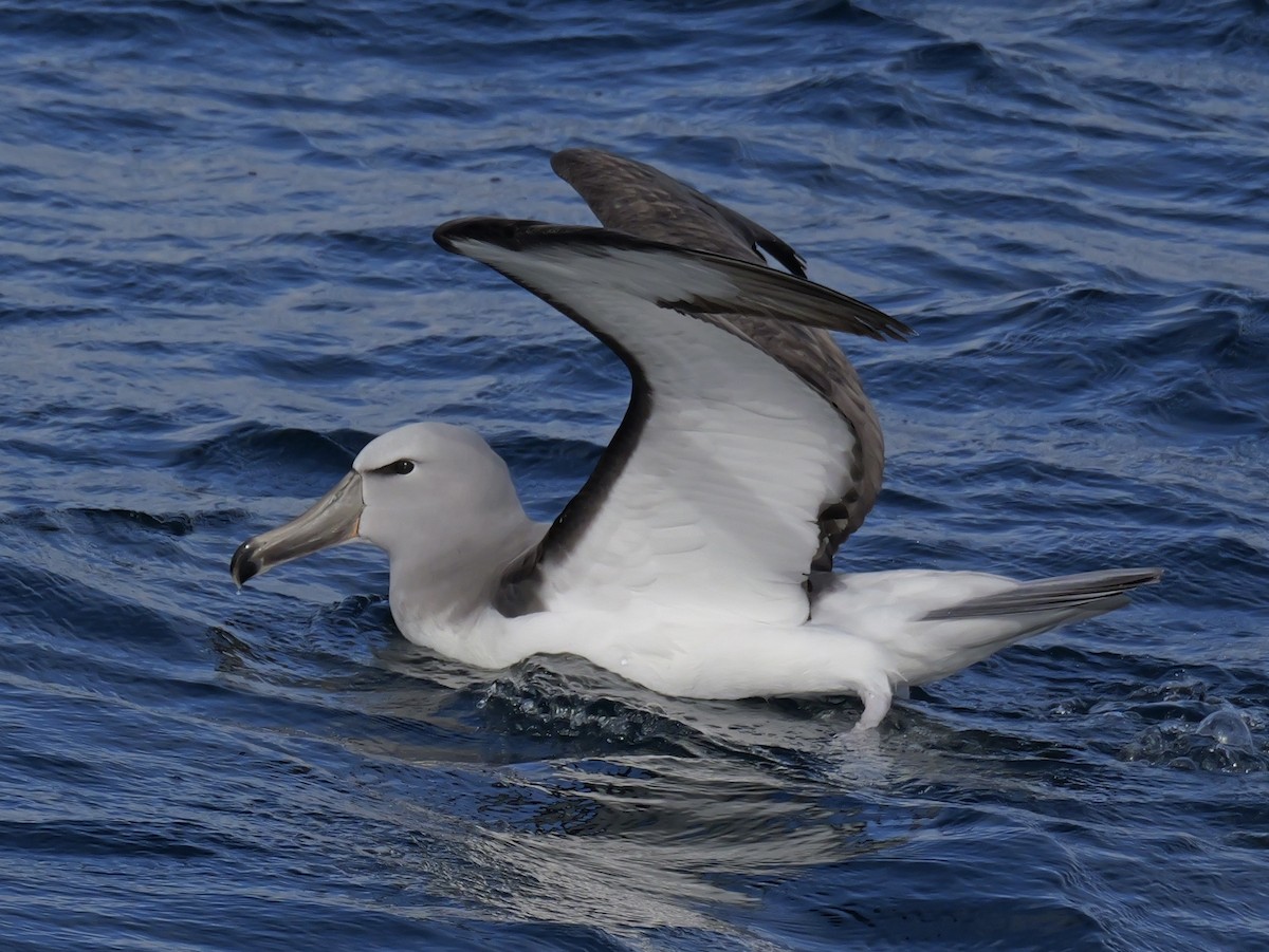 Сероспинный альбатрос - ML646351267