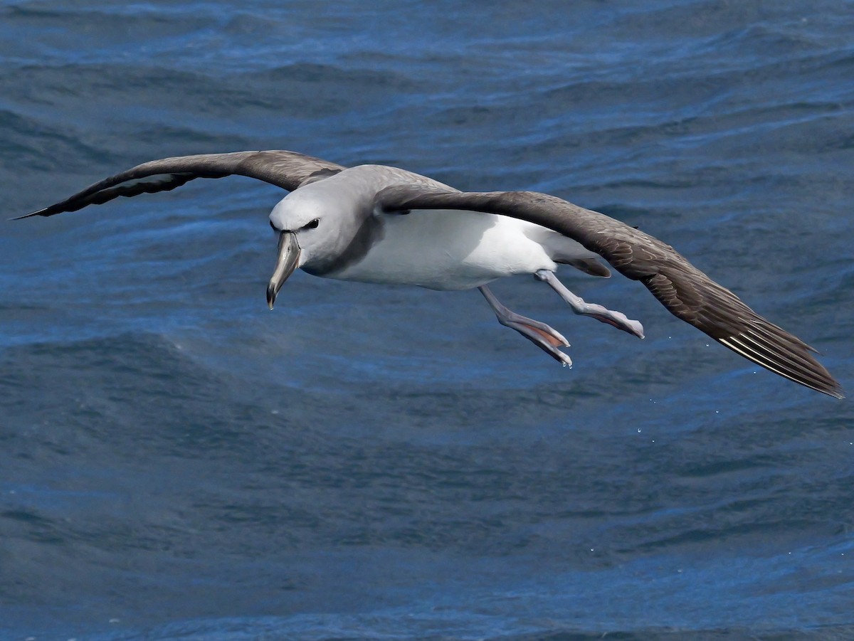 Сероспинный альбатрос - ML646351268