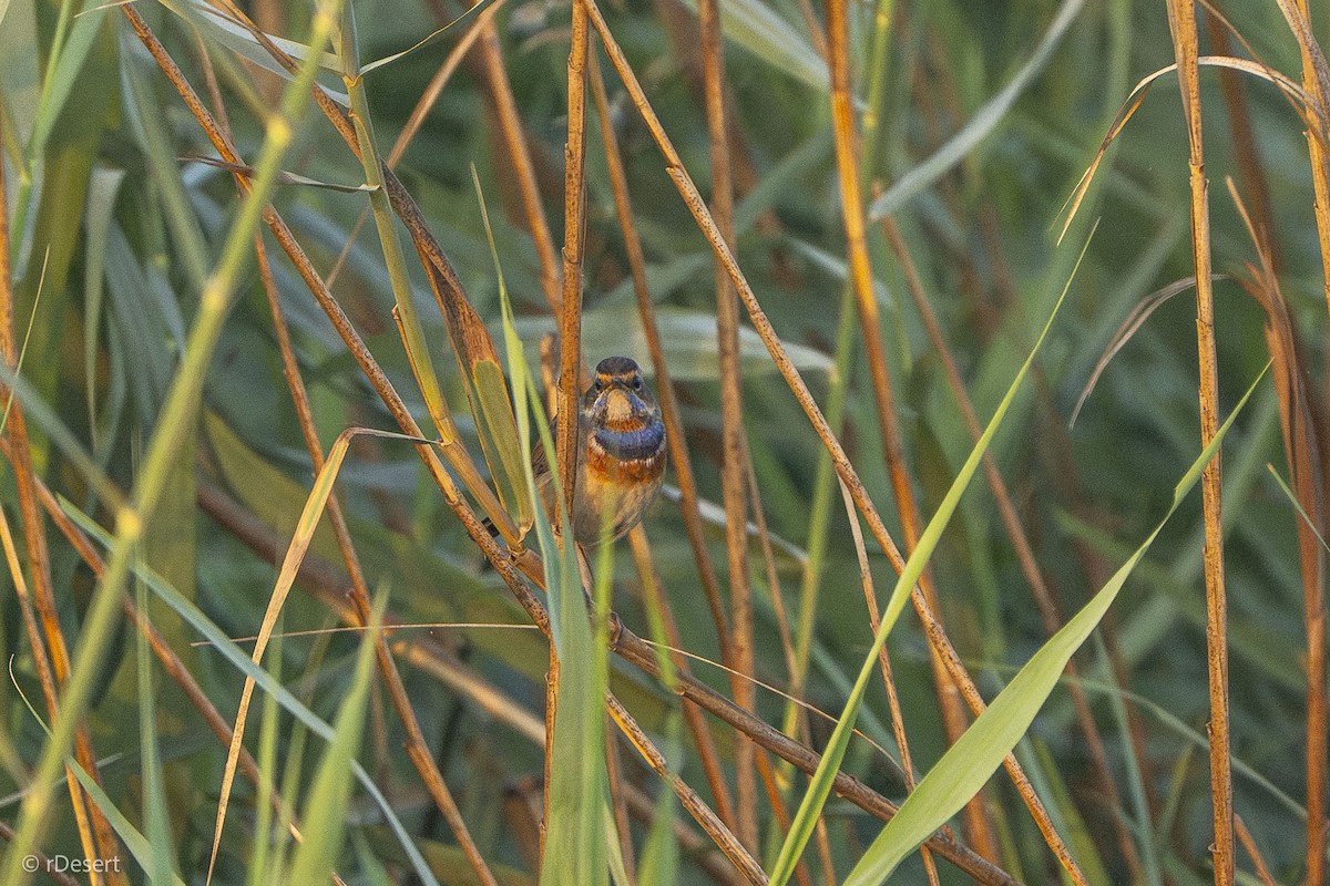 Bluethroat - ML646351269