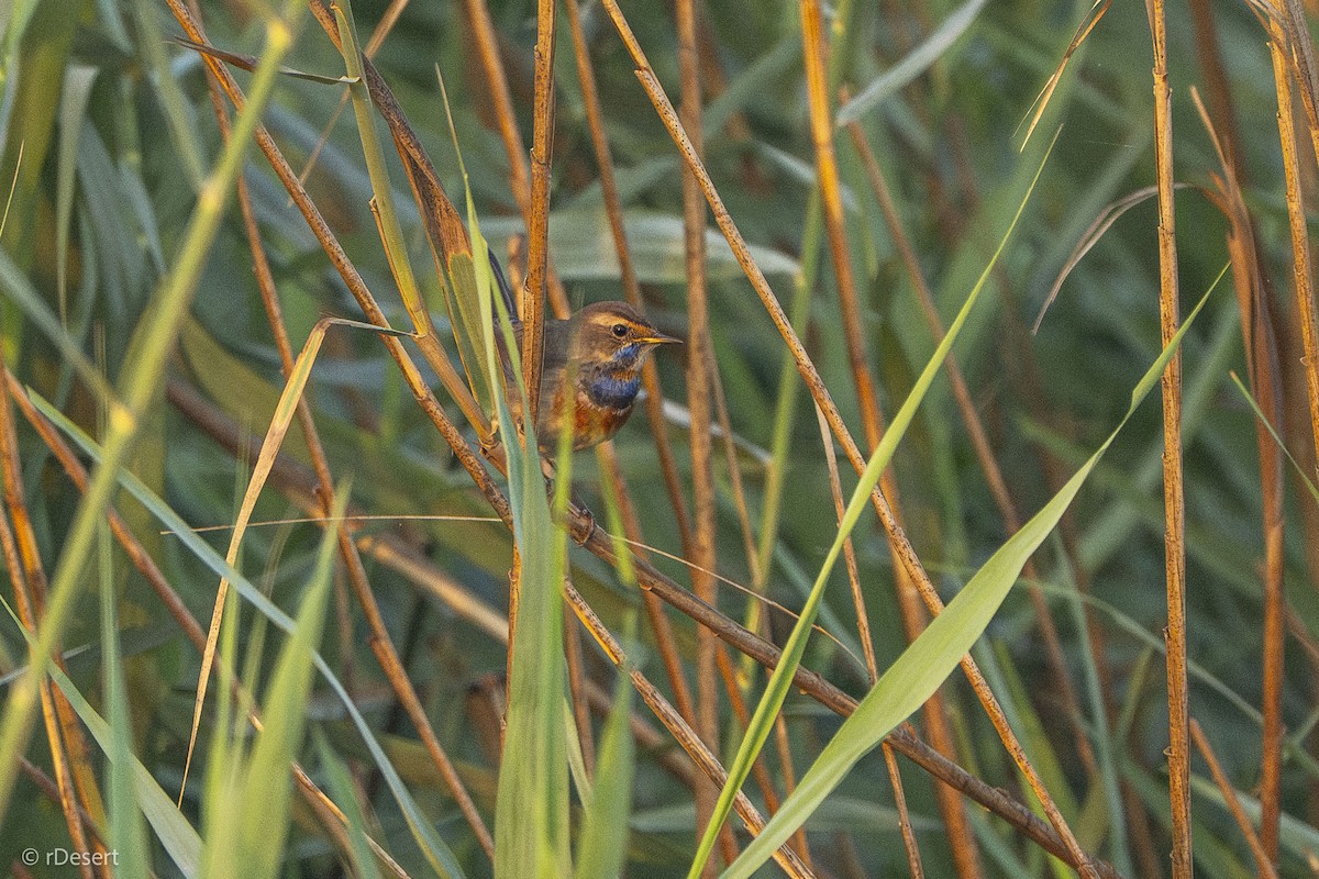 Bluethroat - ML646351270