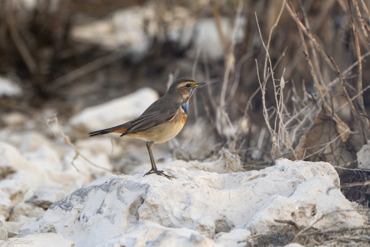 Bluethroat - ML646351271