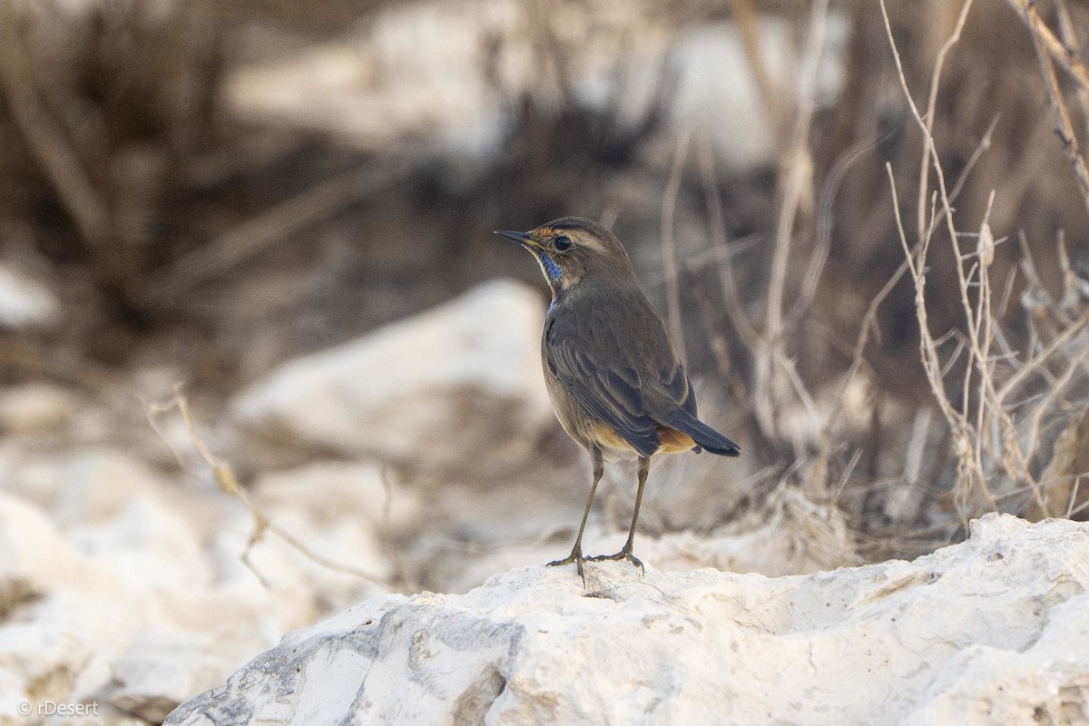 Bluethroat - ML646351272