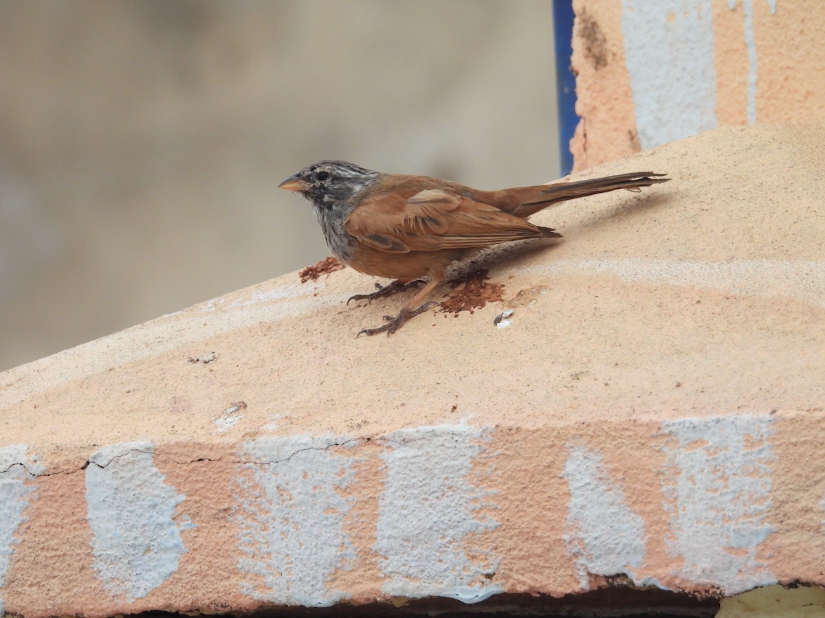 House Bunting - ML646351273