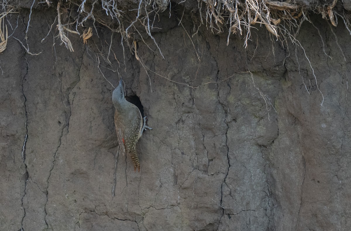 Ground Woodpecker - ML646351275