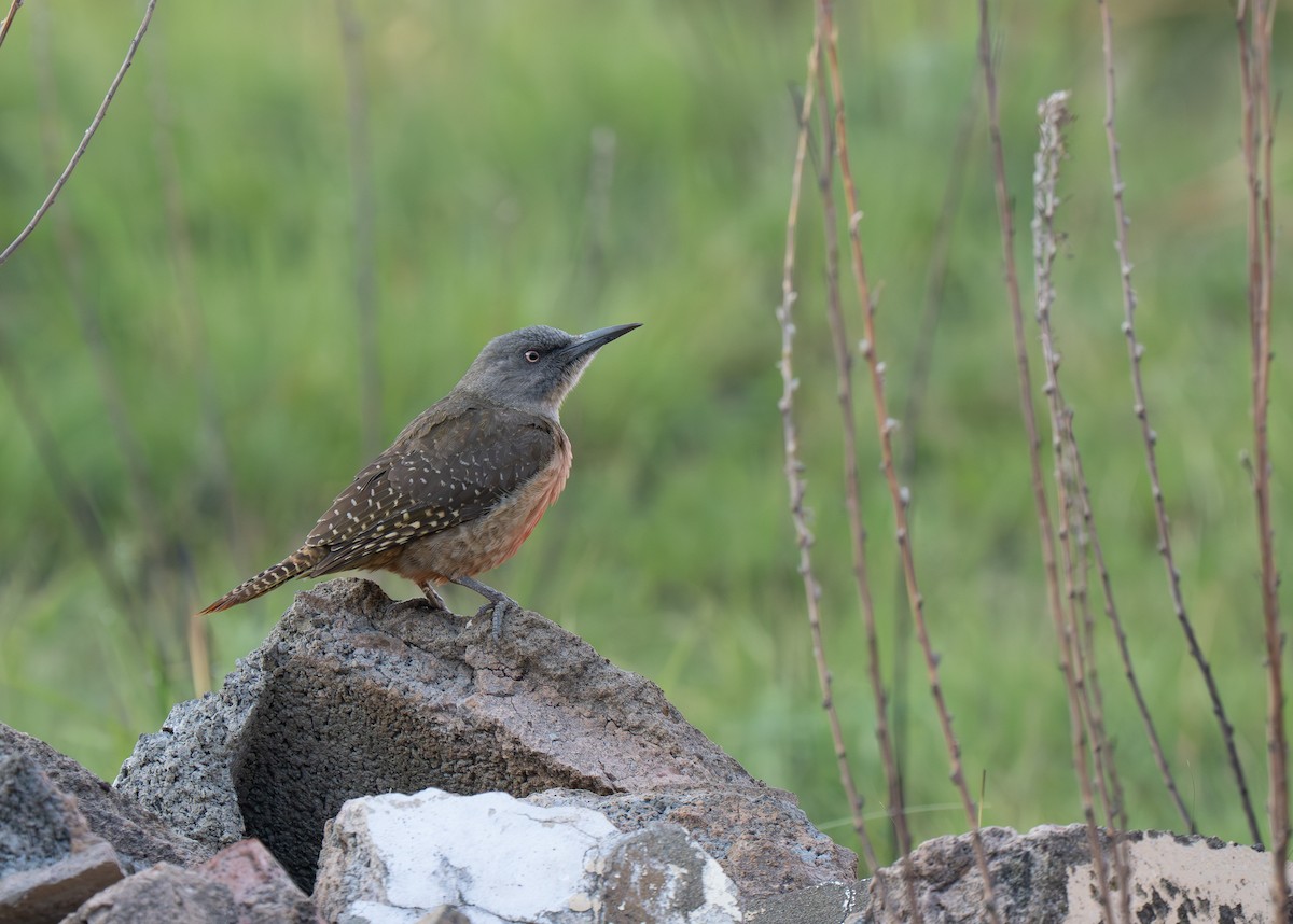 Ground Woodpecker - ML646351276