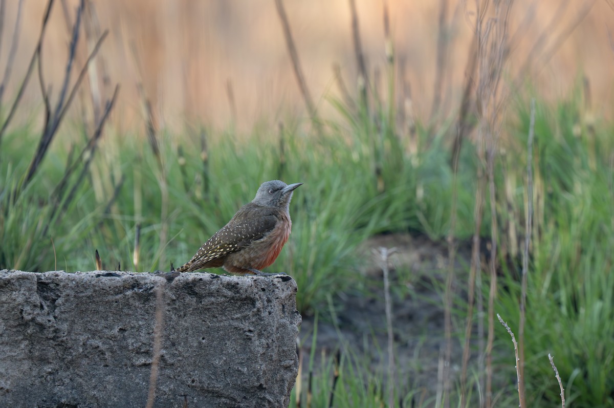 Ground Woodpecker - ML646351277