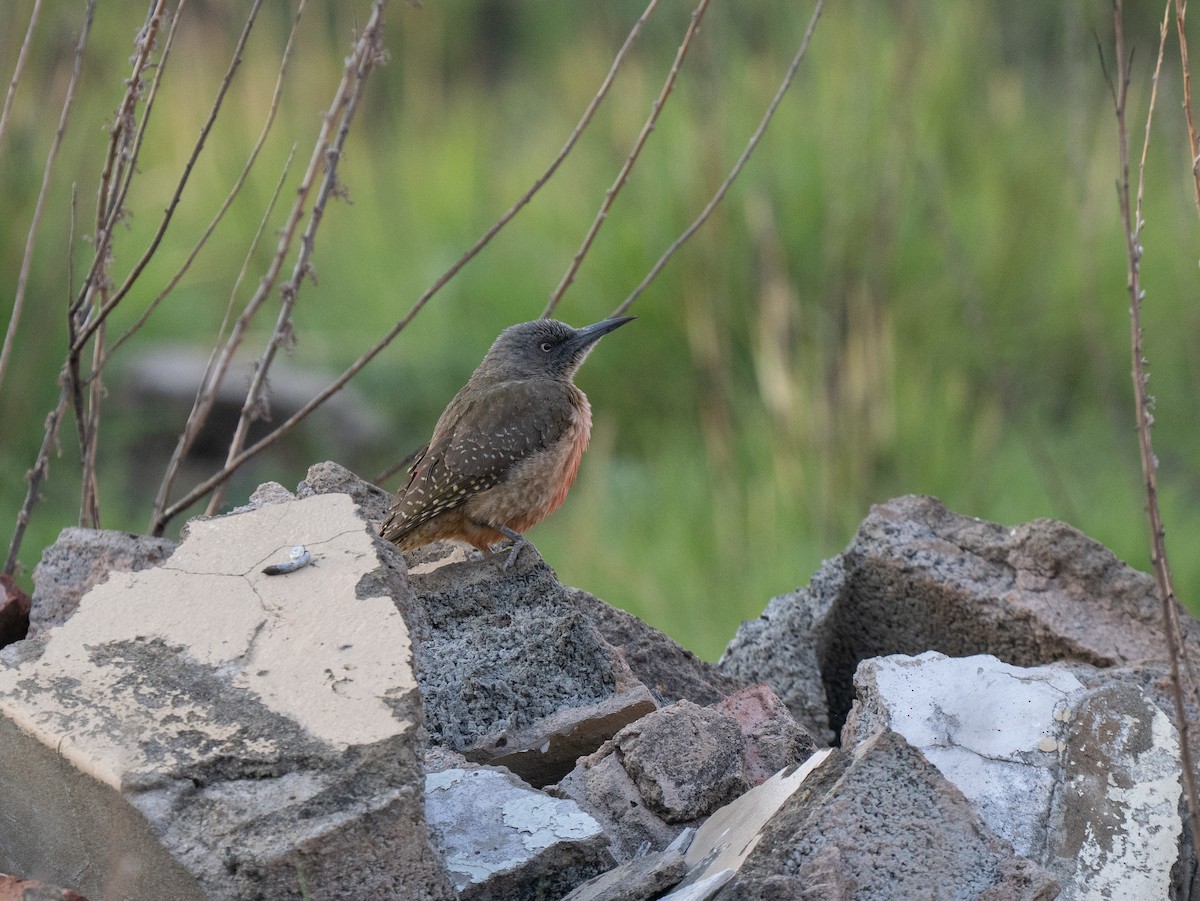 Ground Woodpecker - ML646351278