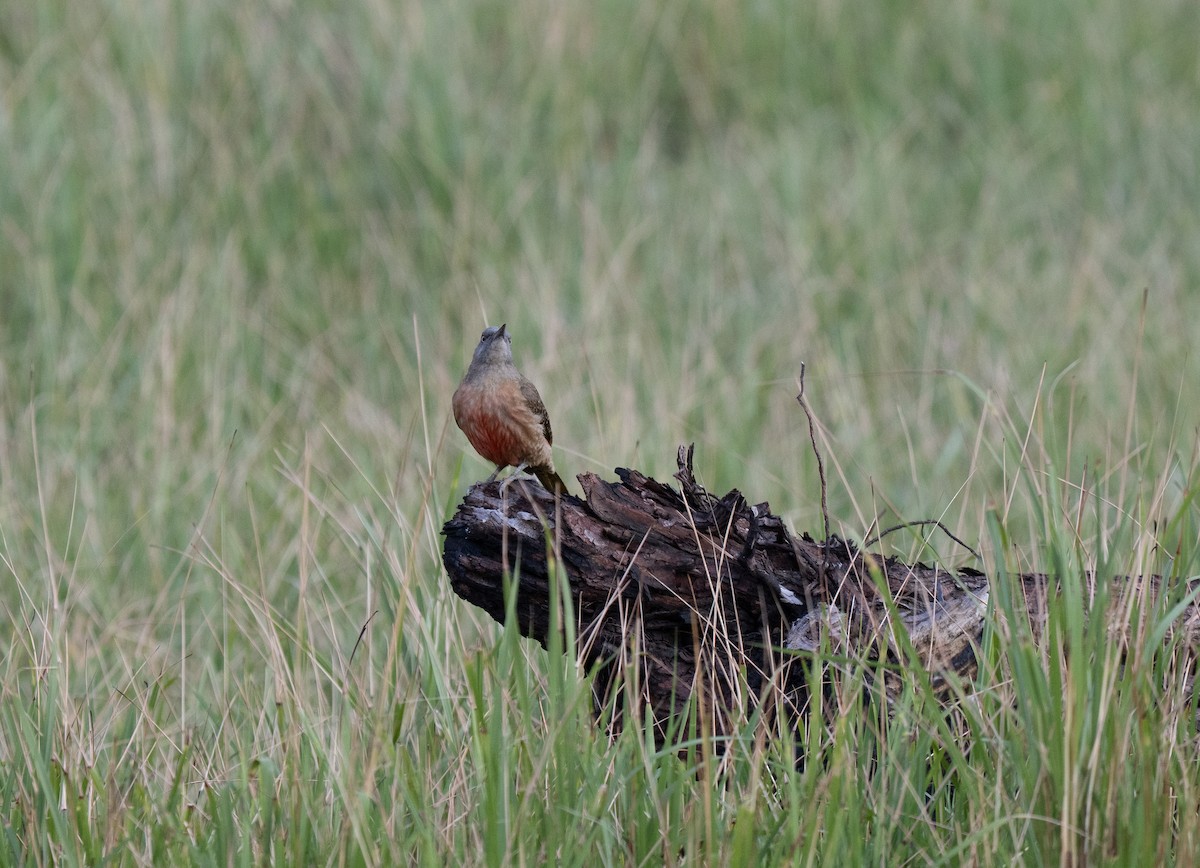 Ground Woodpecker - ML646351279