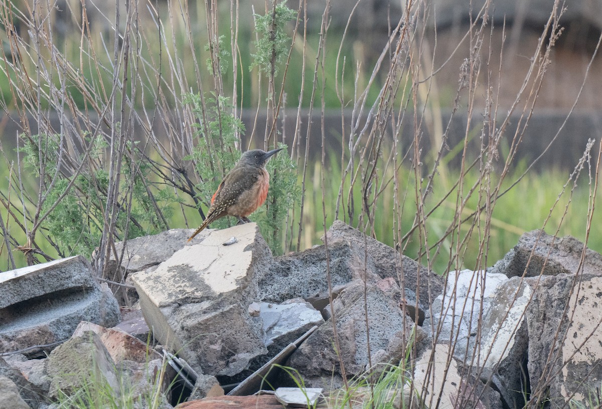 Ground Woodpecker - ML646351280