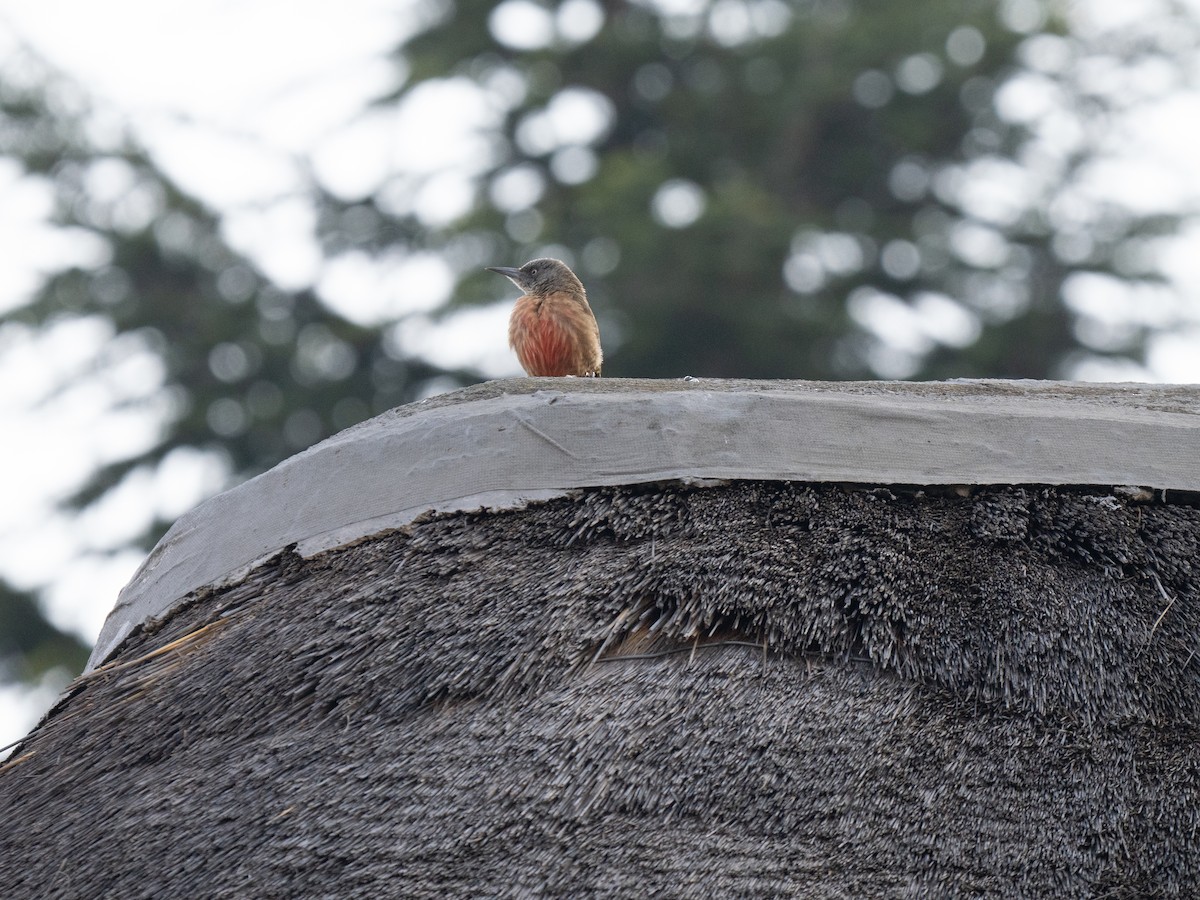 Ground Woodpecker - ML646351281