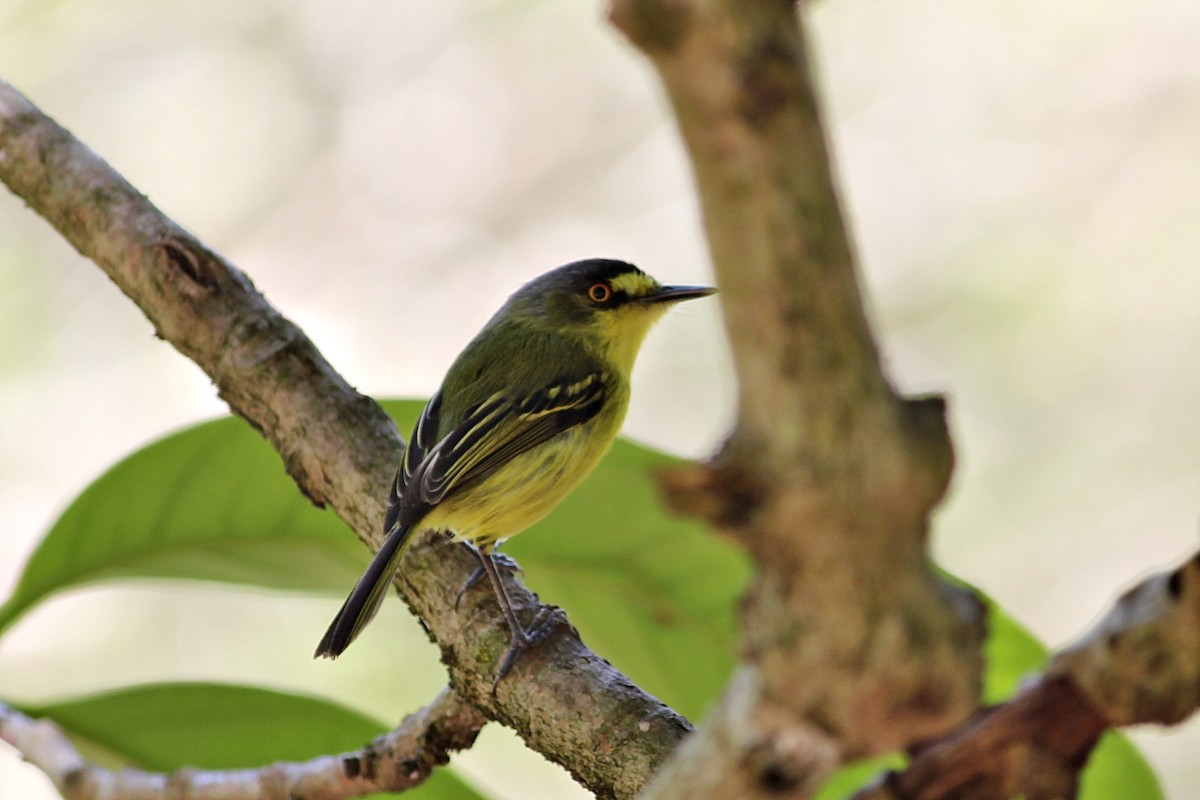 Gray-headed Tody-Flycatcher - ML646351283