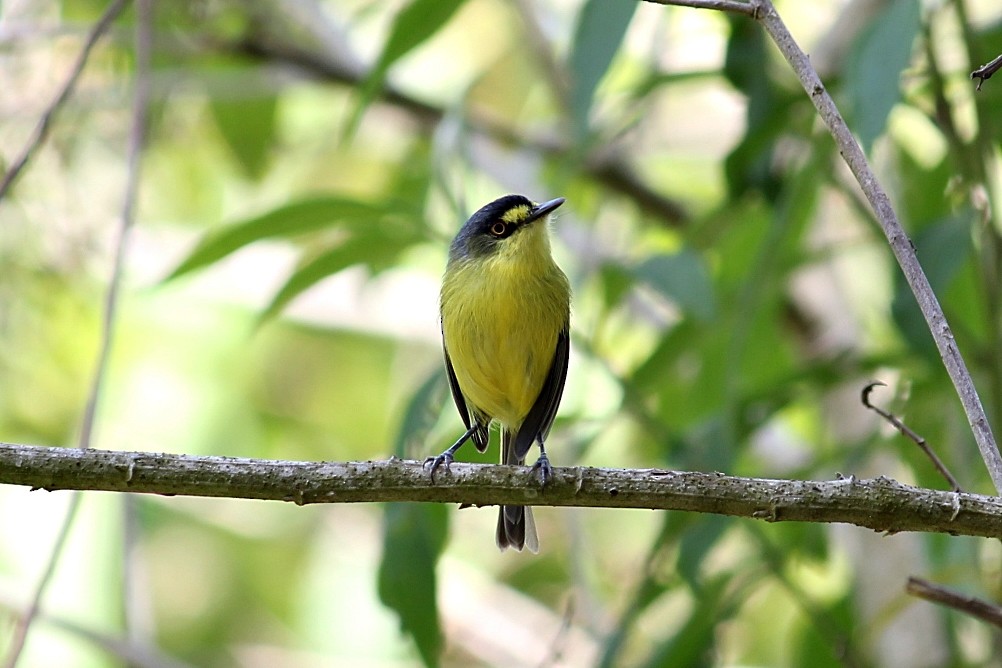 Gray-headed Tody-Flycatcher - ML646351284