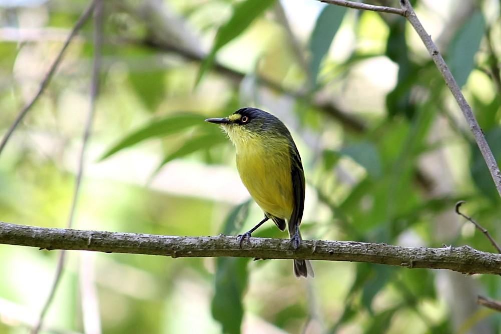 Gray-headed Tody-Flycatcher - ML646351285