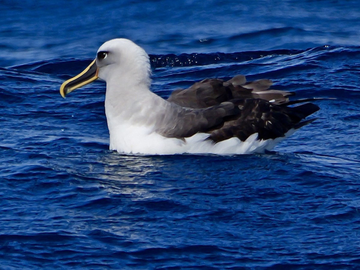 Buller's Albatross - ML646351287