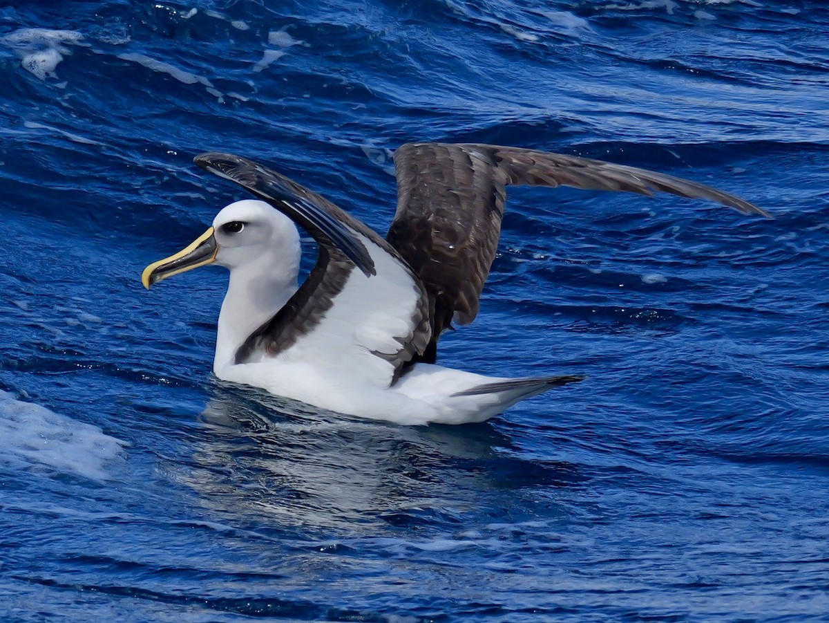 Buller's Albatross - ML646351288