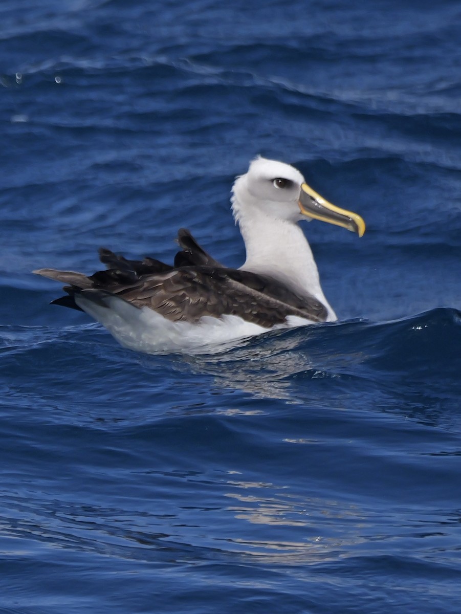 Buller's Albatross - ML646351289
