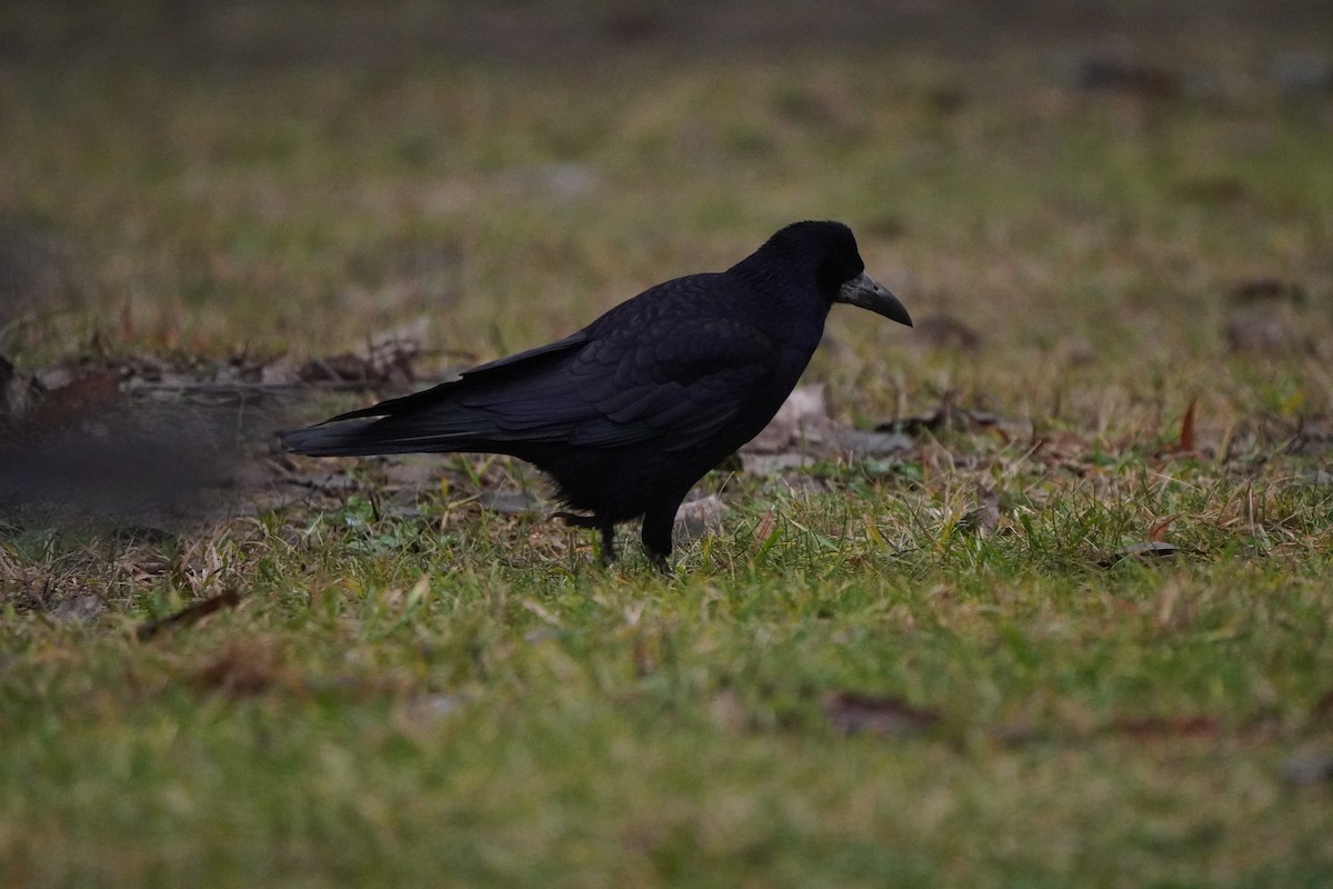 Ekin Kargası - ML646351294