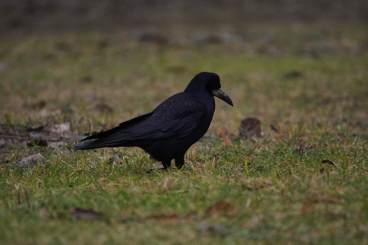 Ekin Kargası - ML646351295