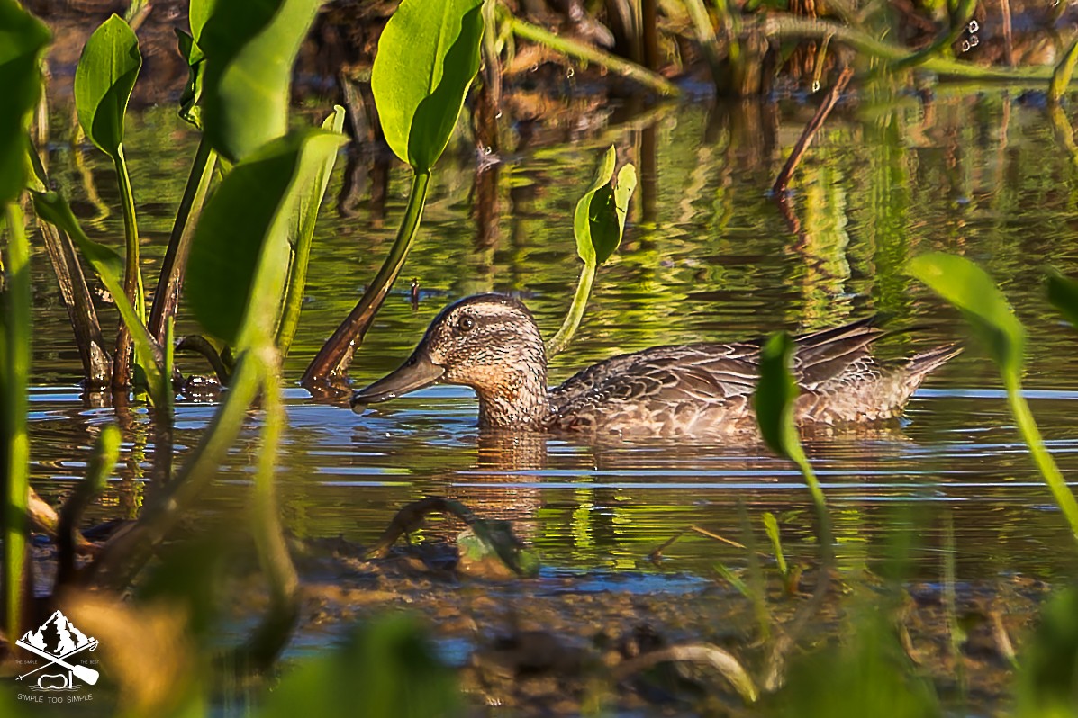 Garganey - ML646351297