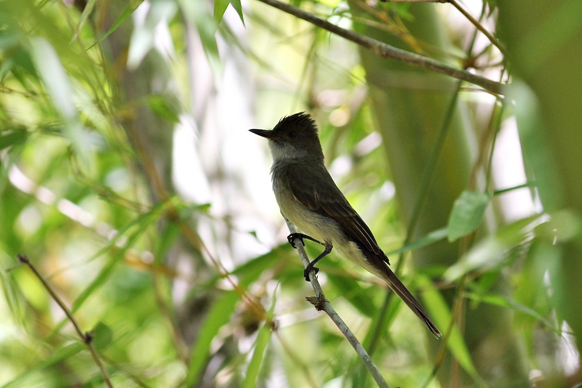 Swainson's Flycatcher - ML646351299