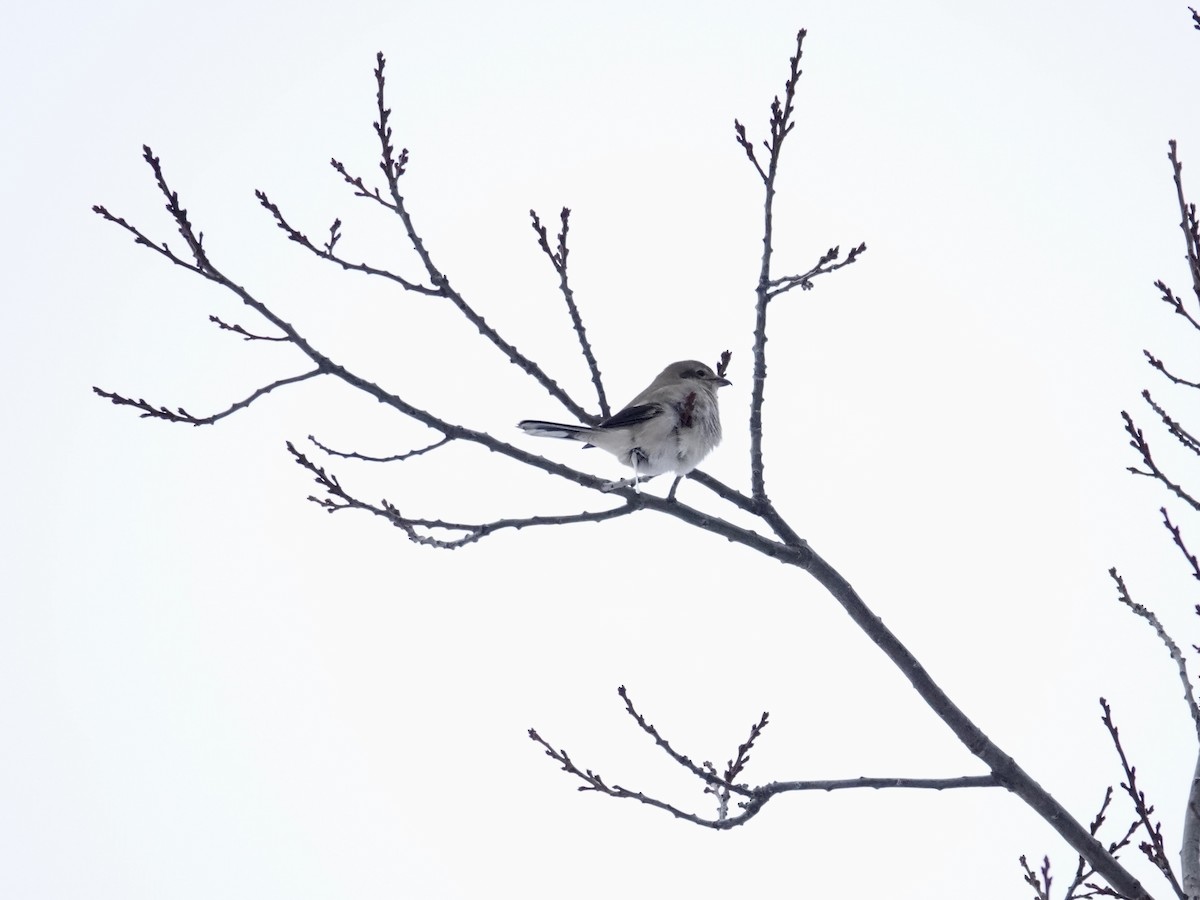 ťuhýk severní - ML646351300