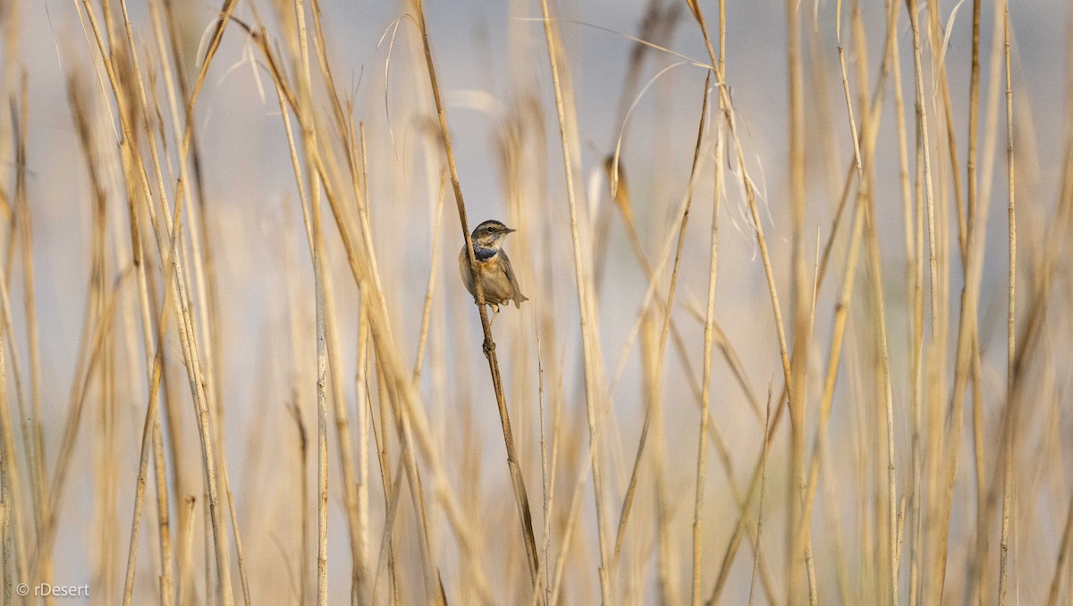 Bluethroat - ML646351301