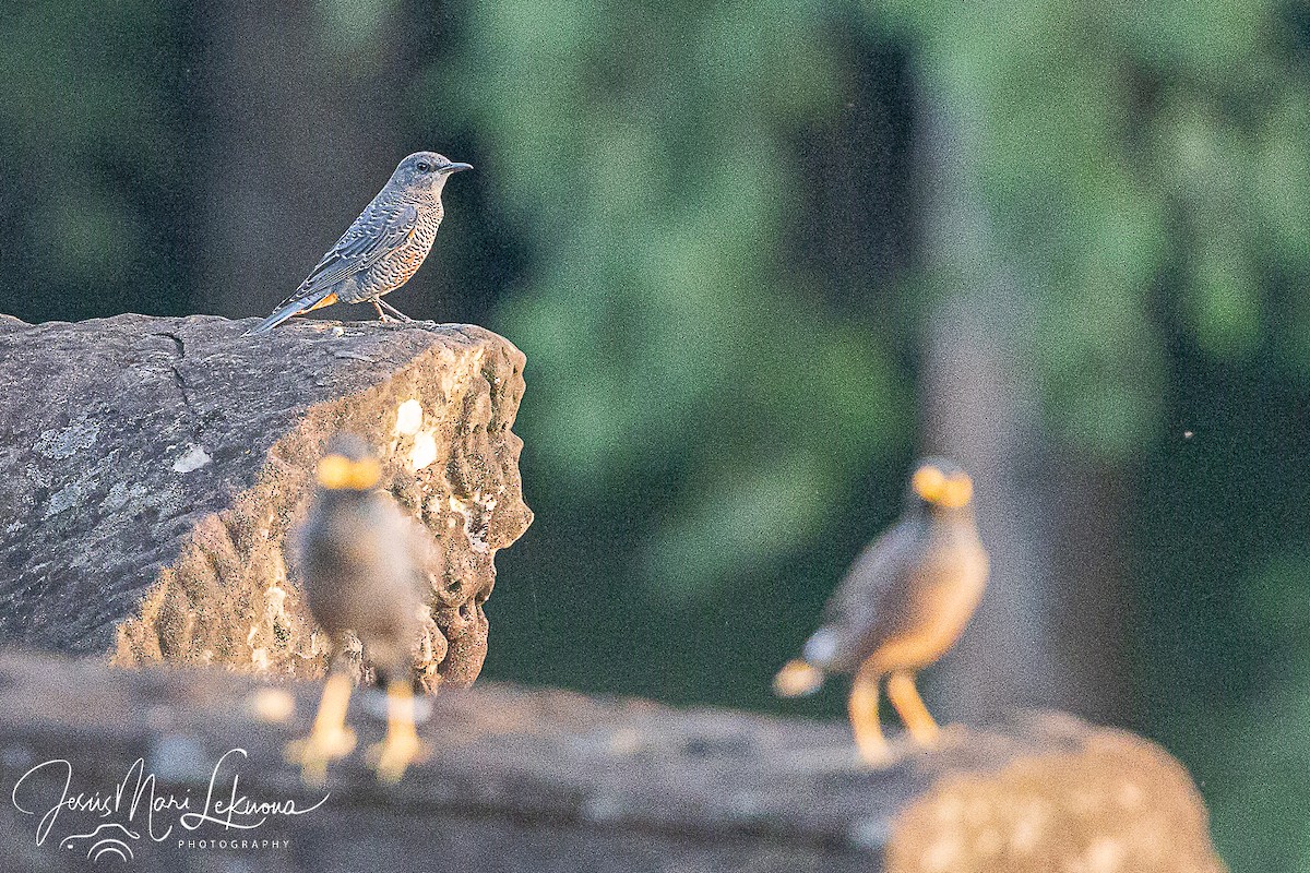Blue Rock-Thrush - ML646351303