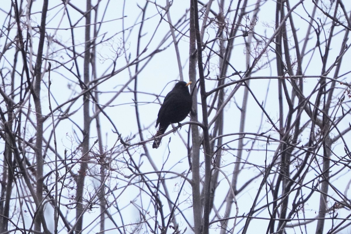 Eurasian Blackbird - ML646351304