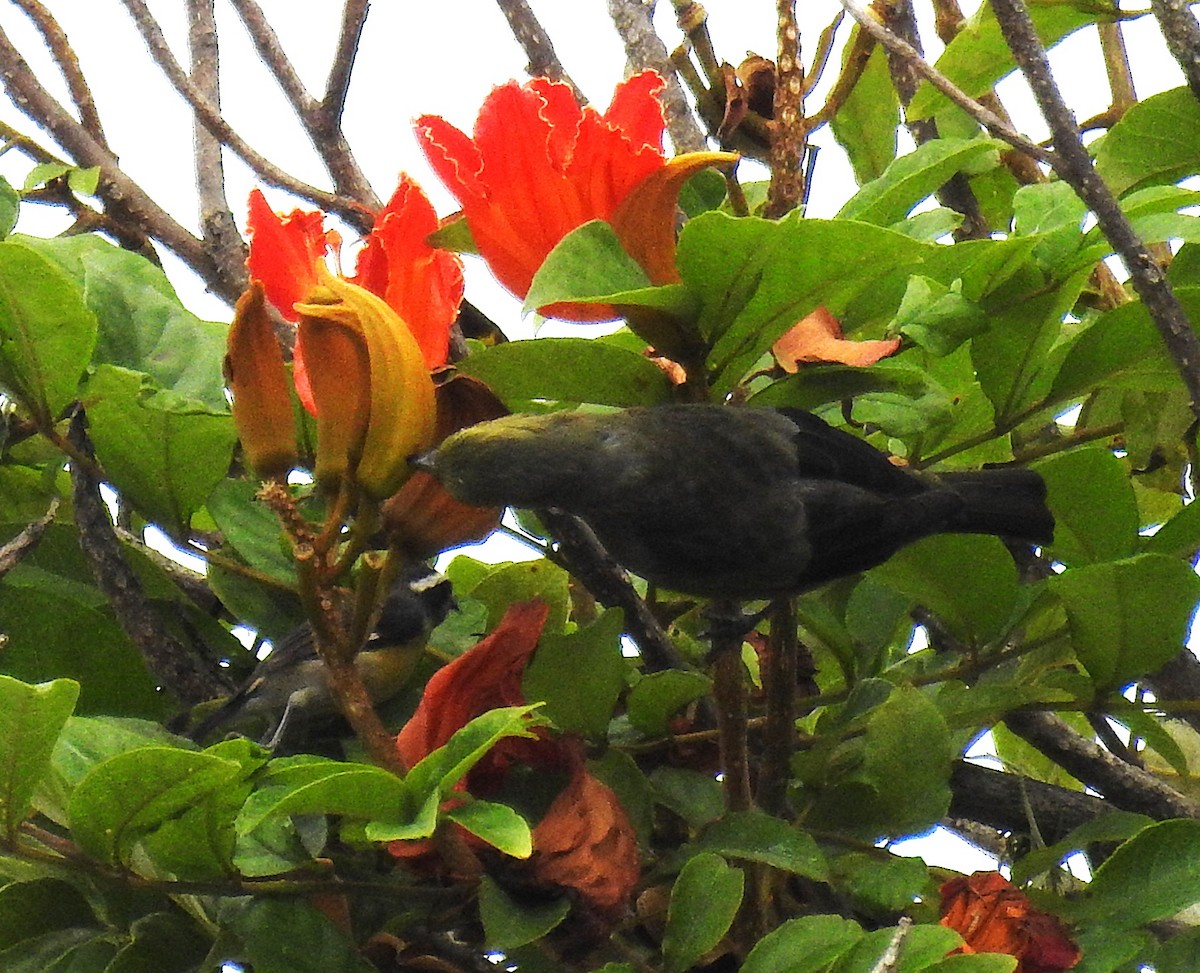 Palmentangare - ML646351305