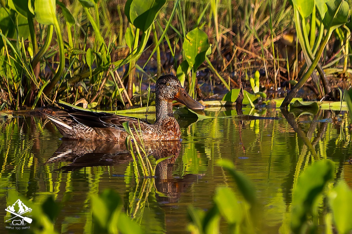Northern Shoveler - ML646351306