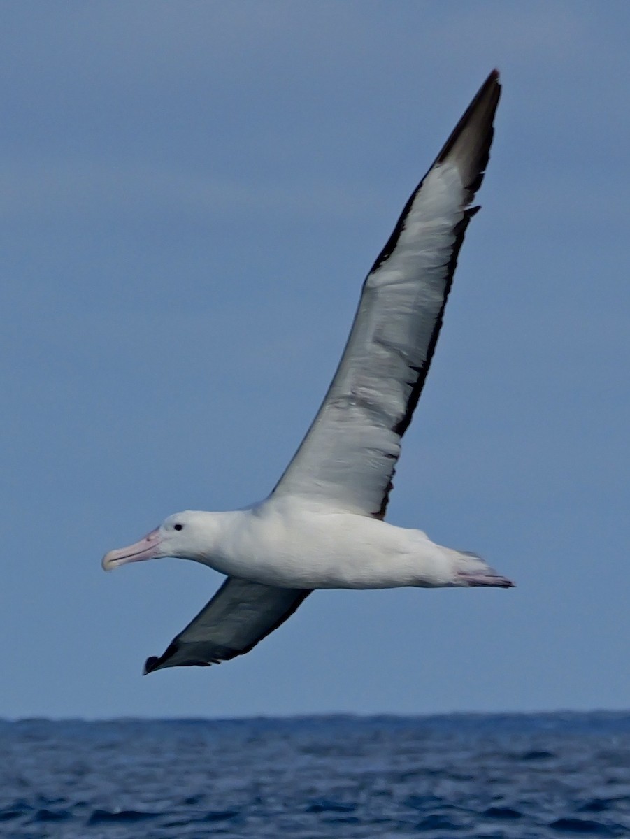 Southern Royal Albatross - ML646351307