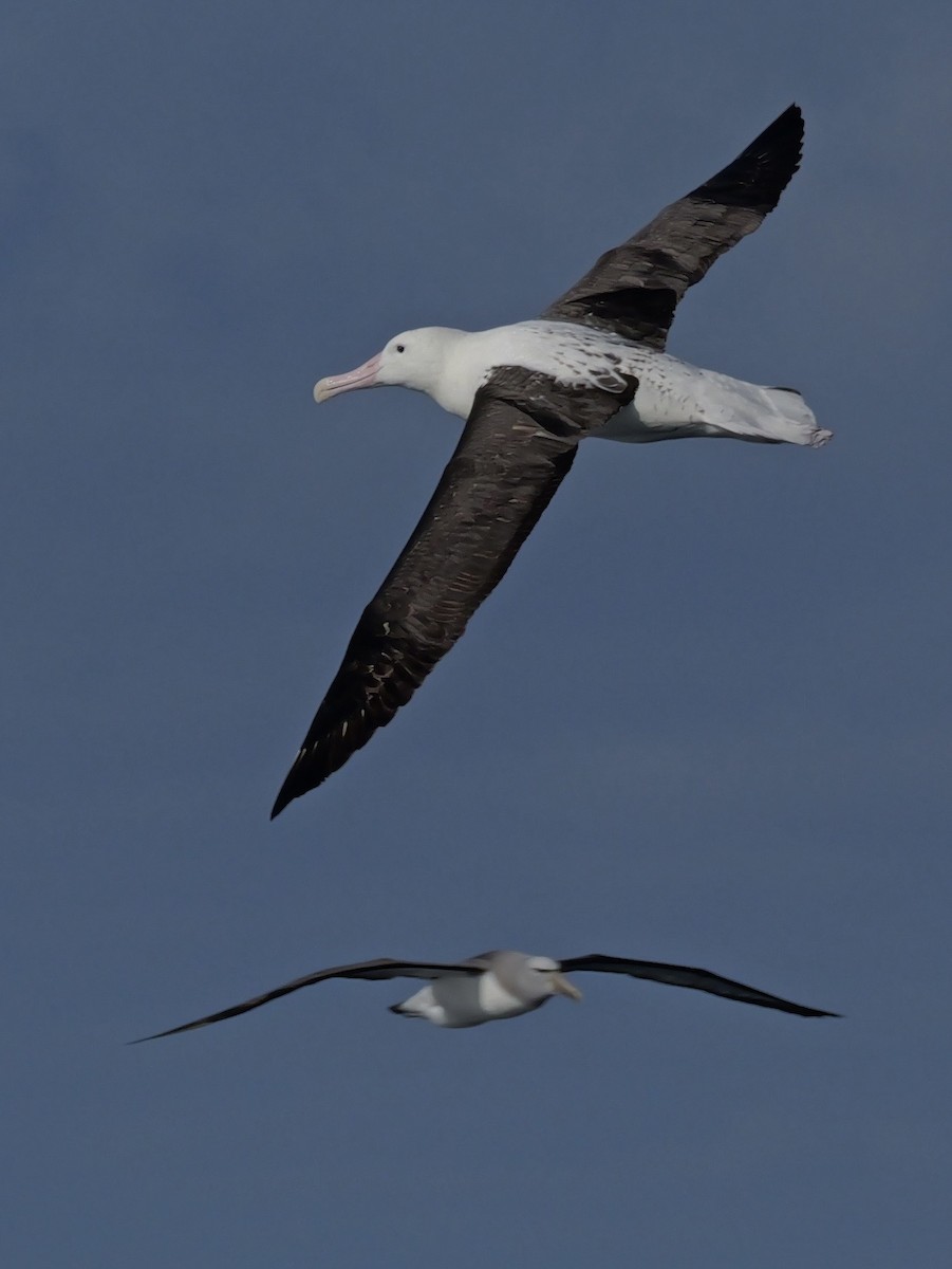Southern Royal Albatross - ML646351308