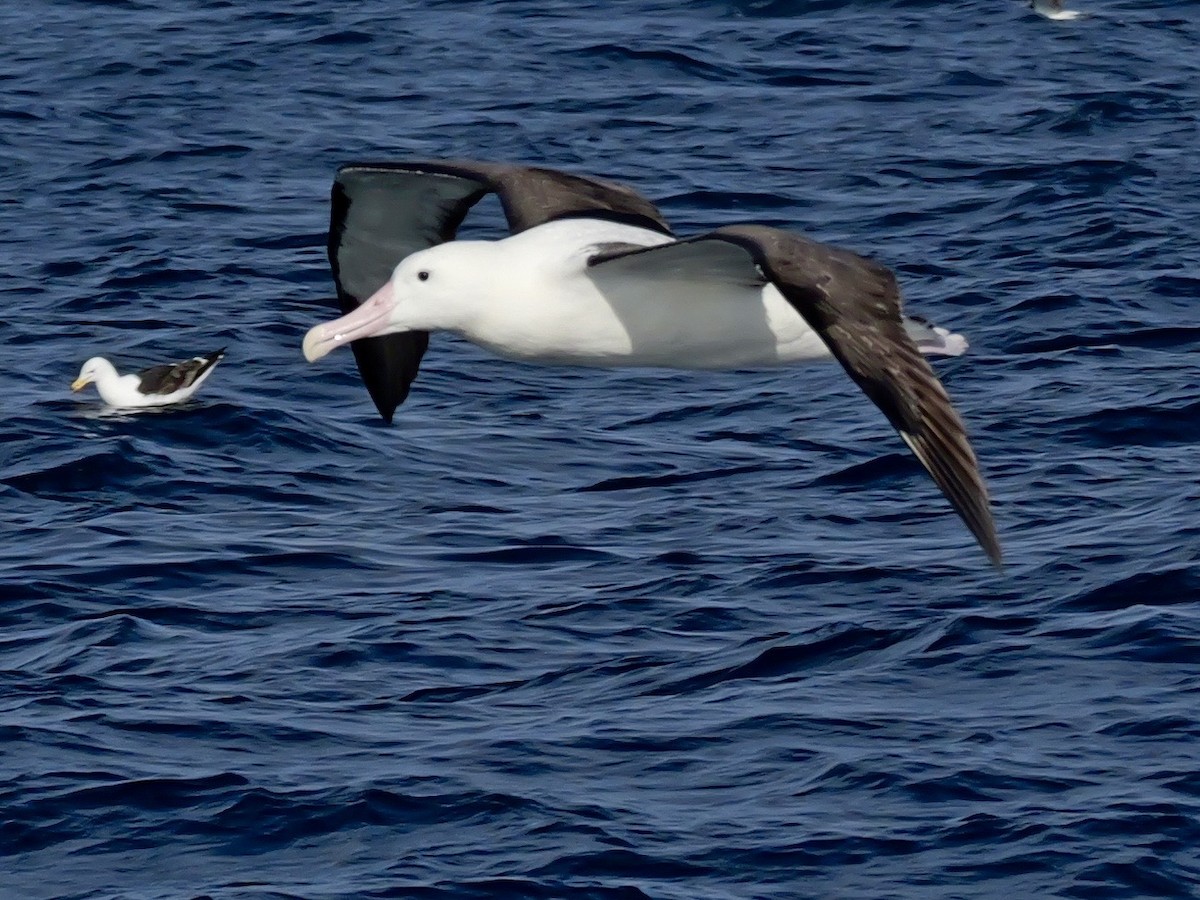 Southern Royal Albatross - ML646351309