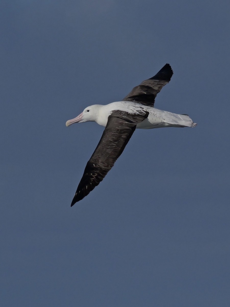 Southern Royal Albatross - ML646351310