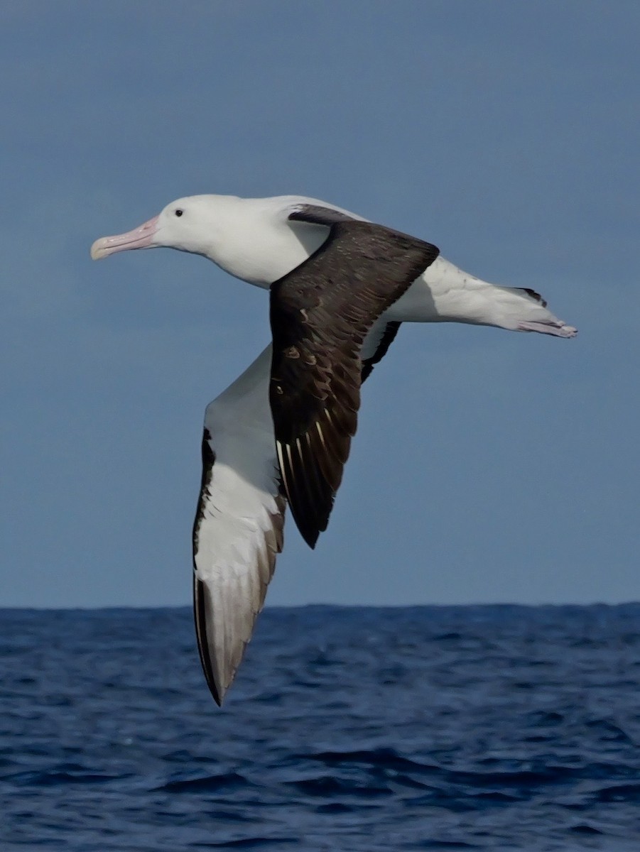 Southern Royal Albatross - ML646351311
