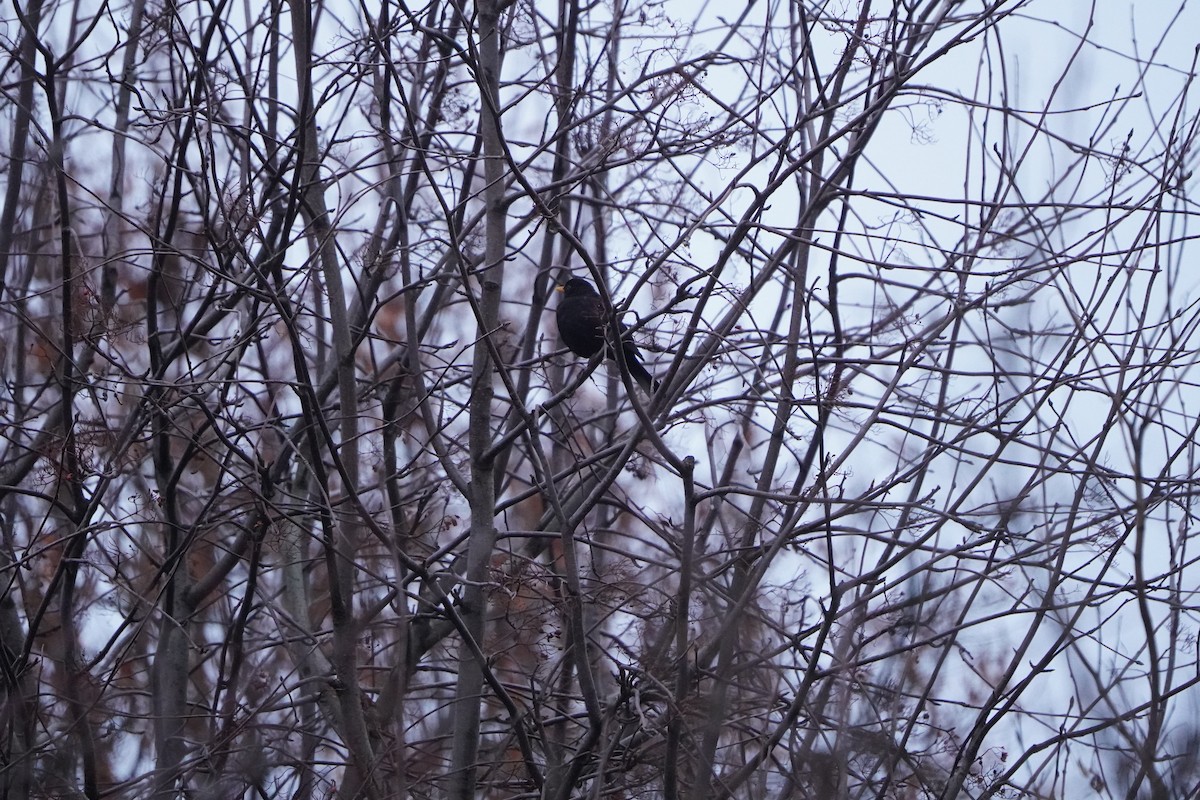 Eurasian Blackbird - ML646351312