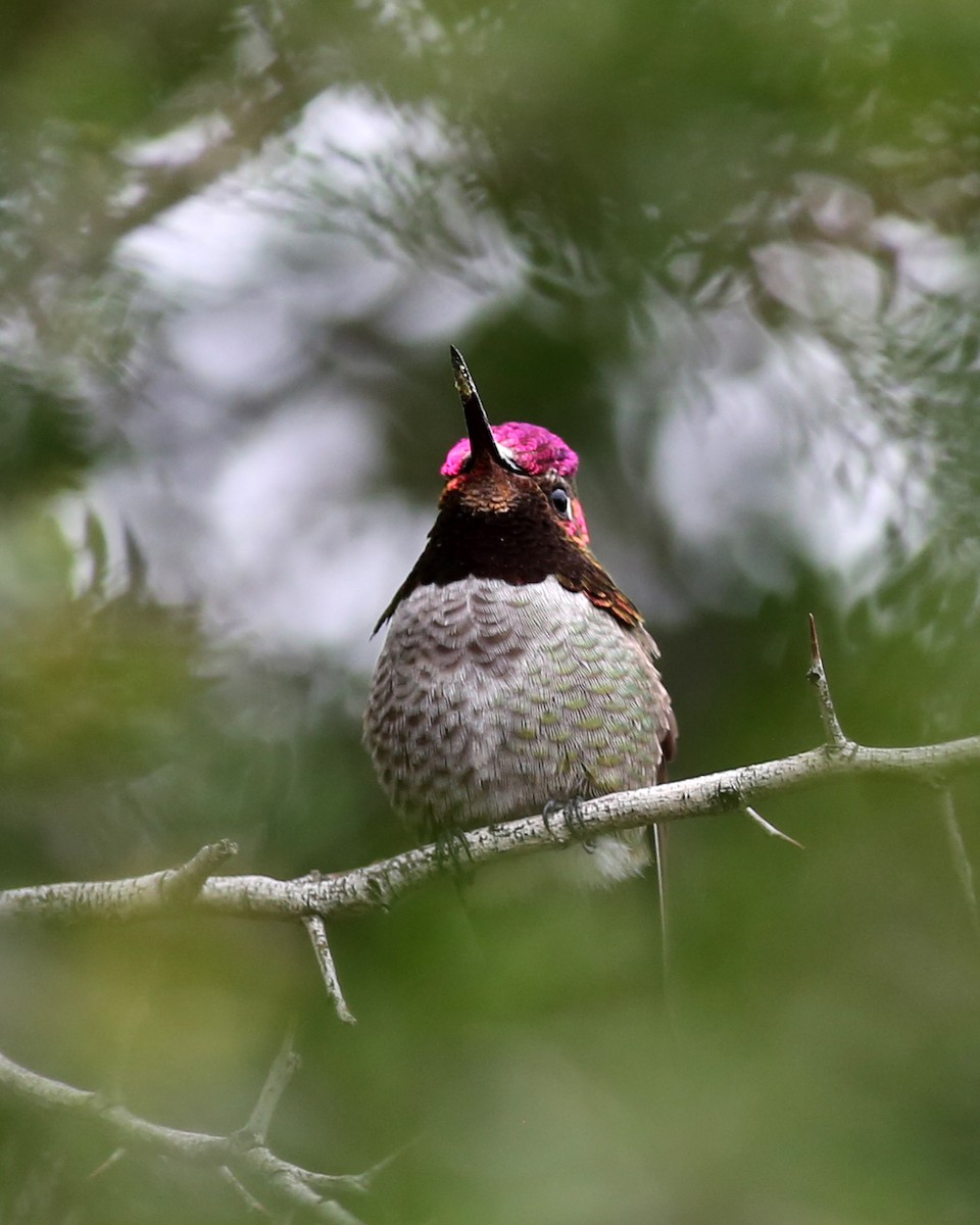 Anna's Hummingbird - ML646351314