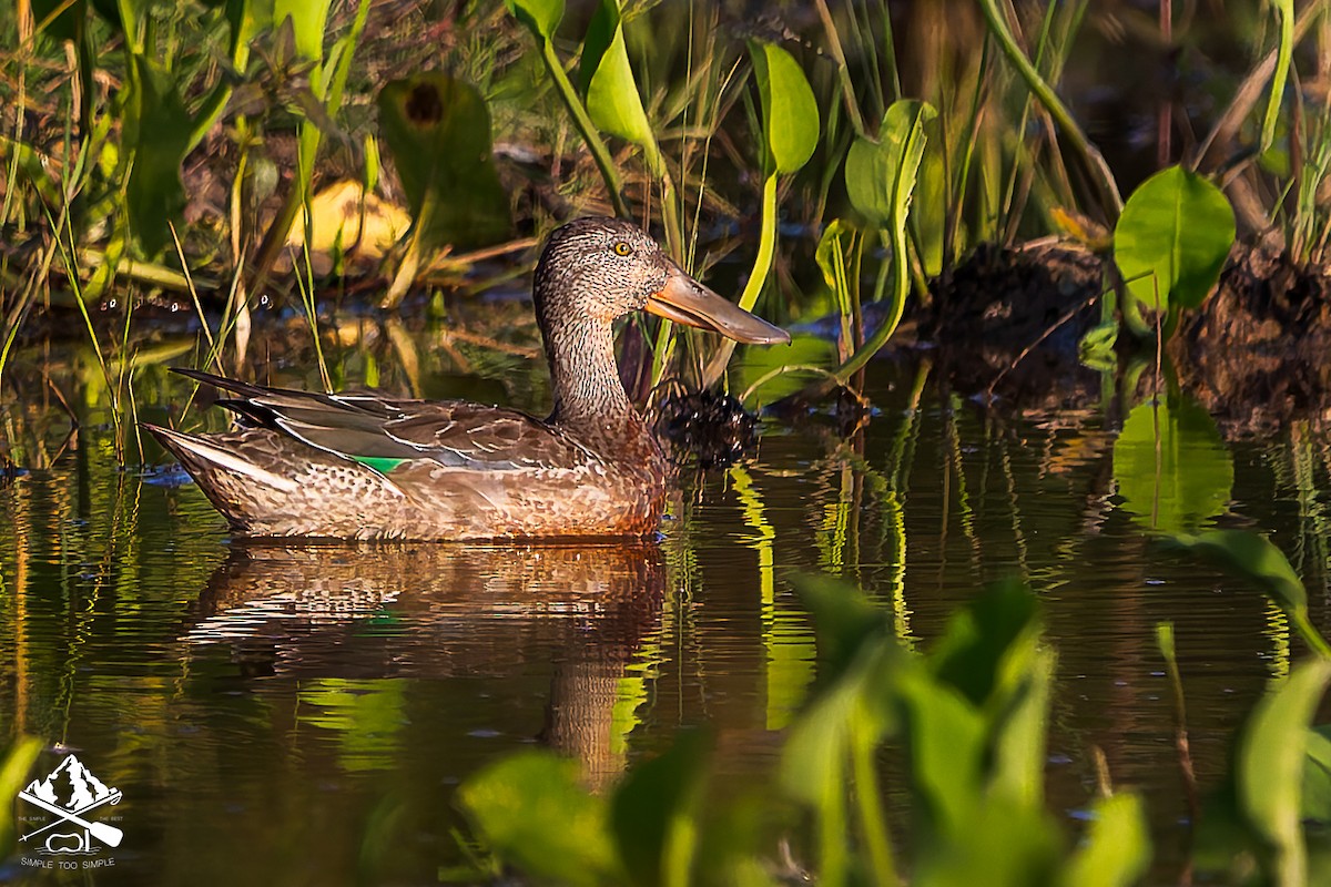 Northern Shoveler - ML646351317