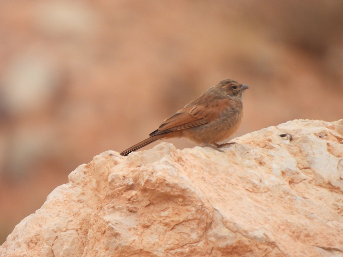House Bunting - ML646351318