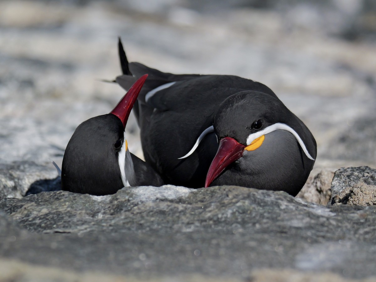 Крачка-инка - ML646351320