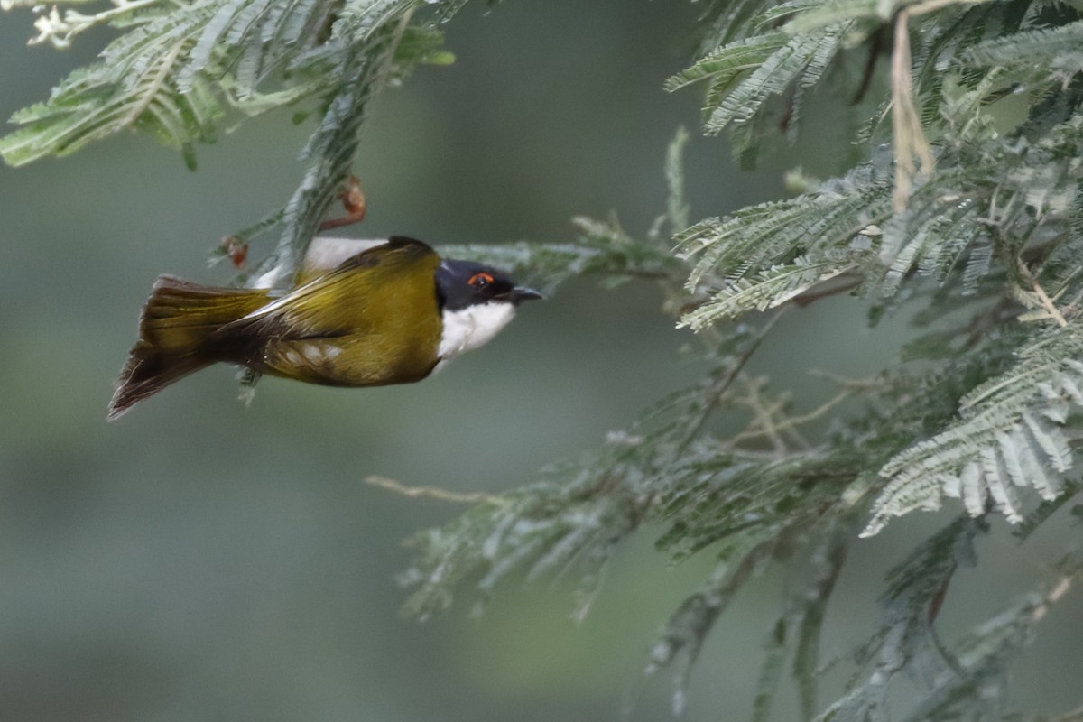 kystráček blahovičníkový - ML646351322