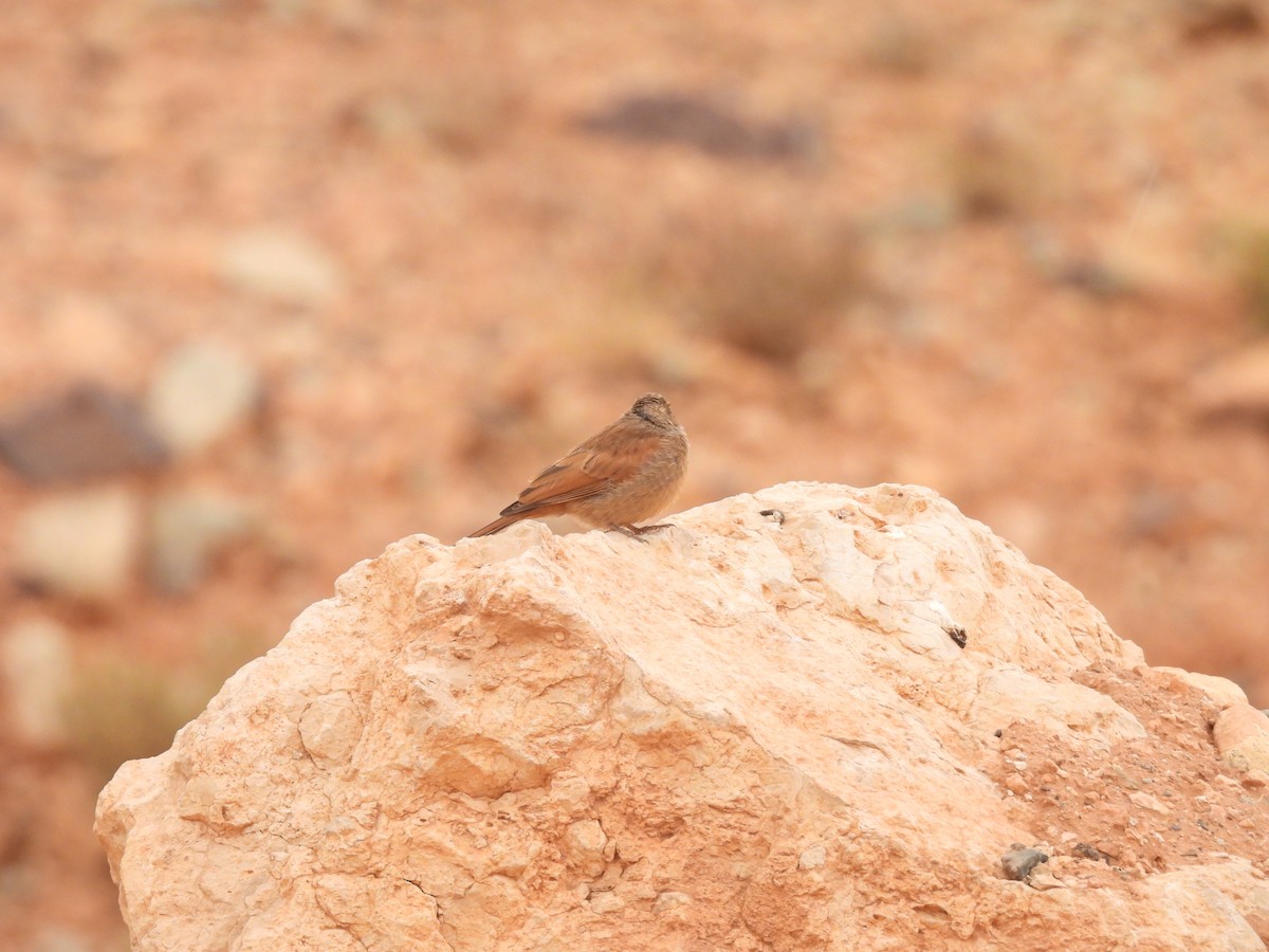 House Bunting - ML646351323