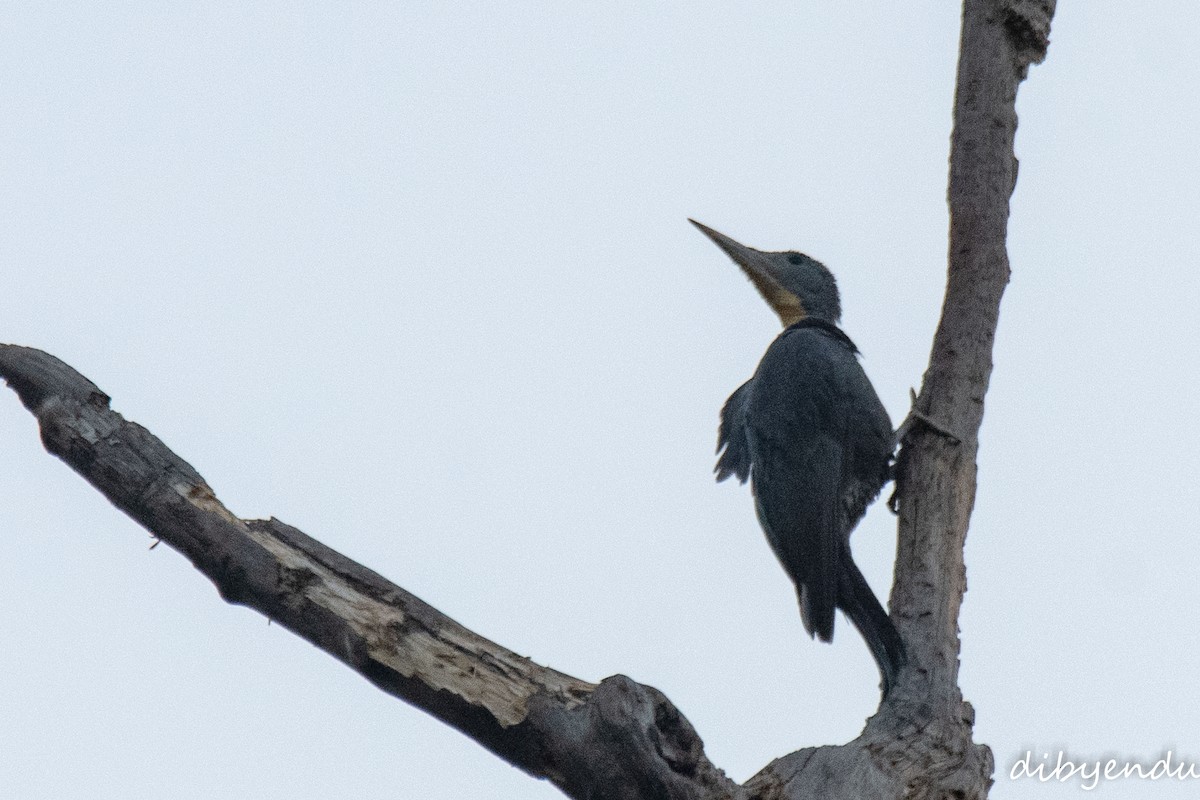Great Slaty Woodpecker - ML646351325