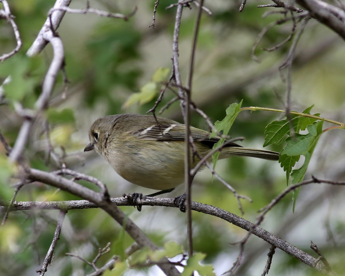Hutton's Vireo - ML646351326