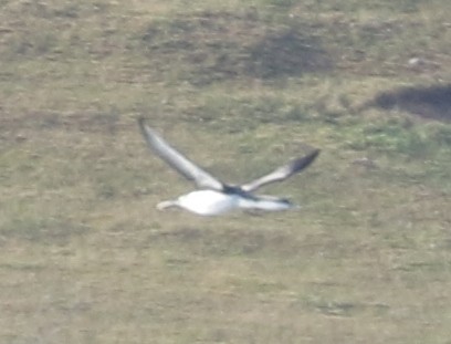 紅喉潛鳥 - ML646351331